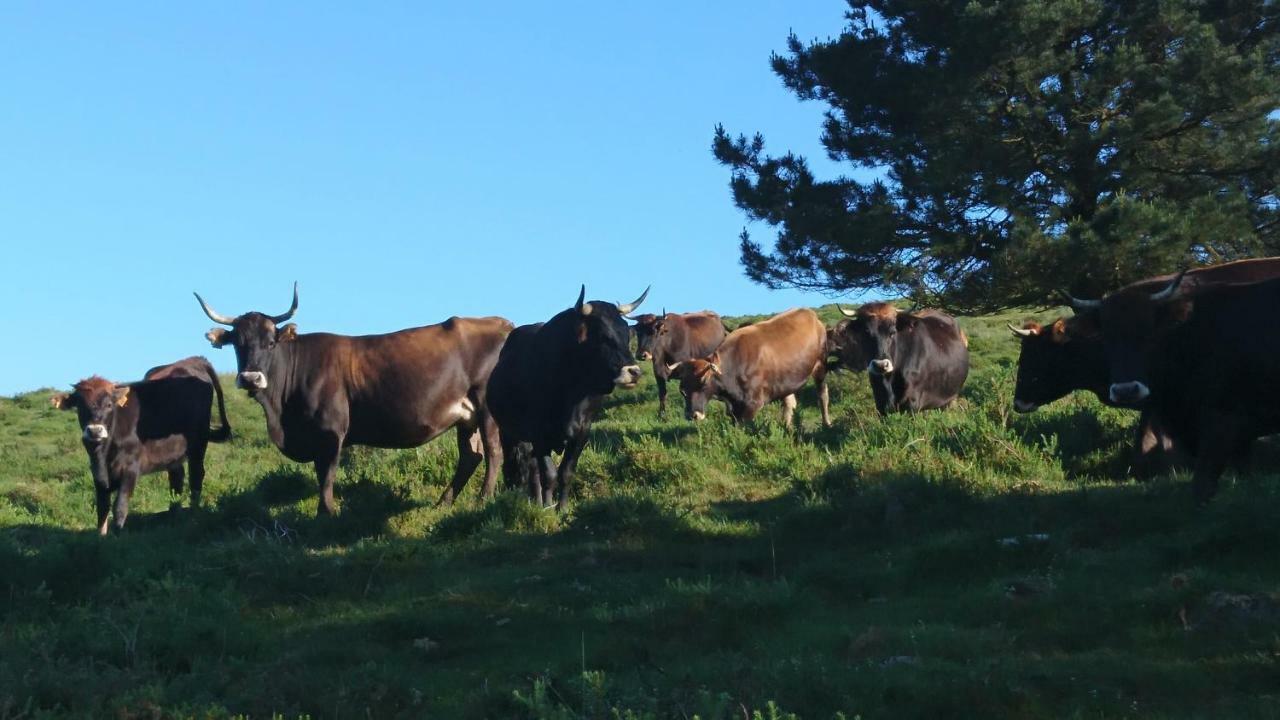 Posada Restaurante Casa Juanchu Adino Eksteriør bilde
